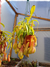 Nepenthes Ventrata