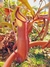 Nepenthes Rebecca Sopper