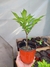 Amorphophallus Konjac en internet