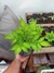 Amorphophallus Konjac - tienda online