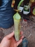 Imagen de Nepenthes Rebecca Sopper