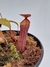 Nepenthes Rebecca Sopper en internet