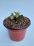 Cephalotus follicularis Mediano en internet
