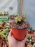 Cephalotus follicularis Mediano - Devoplant
