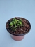 Cephalotus follicularis Mediano - tienda online