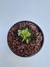 Cephalotus follicularis Mediano