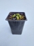 Cephalotus Follicularis Chico - comprar online