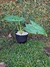 Alocasia Odora "Oreja de Elefante"