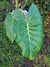 Alocasia Odora "Oreja de Elefante" - comprar online