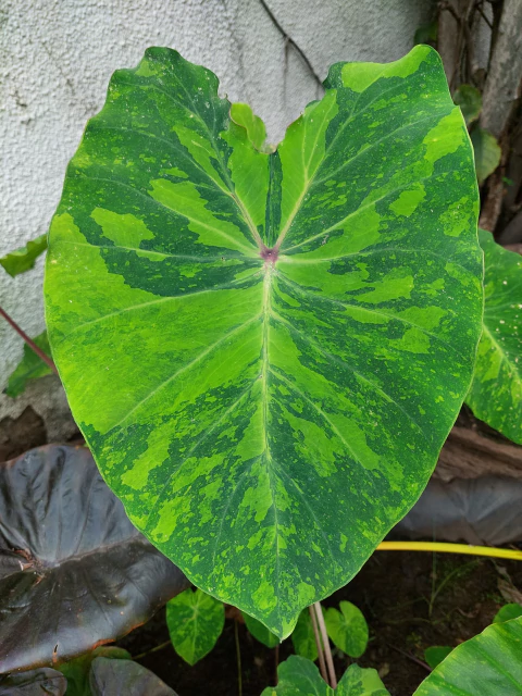 Colocasia Lemon Lime Gecko