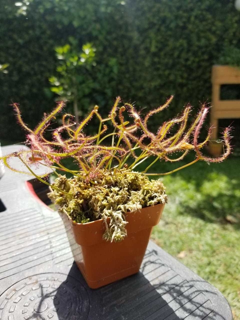 Drosera binata - comprar online