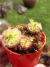 Drosera burmanii