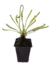 Drosera capensis - tienda online