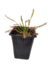 Combo Droseras - Devoplant