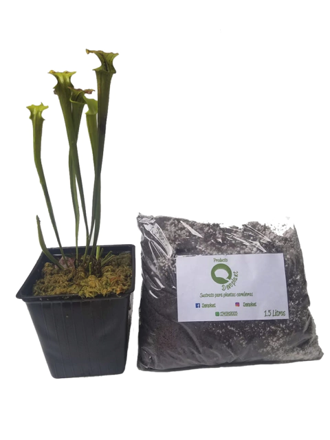 Combo Sarracenia y sustrato - comprar online