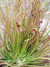 Drosera filiformis