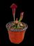 Sarracenia (Juthatip Soper x Rosea) x Leucophylla - Devoplant