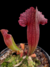 Sarracenia (Juthatip Soper x Rosea) x Leucophylla - tienda online