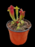Sarracenia (Juthatip Soper x Rosea) x Leucophylla - comprar online