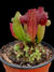 Sarracenia (Juthatip Soper x Rosea) x Leucophylla