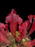 Imagen de Sarracenia (Juthatip Soper x Rosea) x Leucophylla