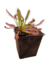 Drosera Capensis Broad Leaf - Devoplant