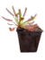 Drosera Capensis Broad Leaf - comprar online