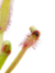 Drosera Capensis Broad Leaf en internet