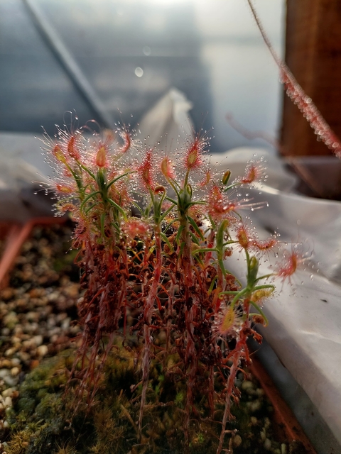 Drosera Scorpioides