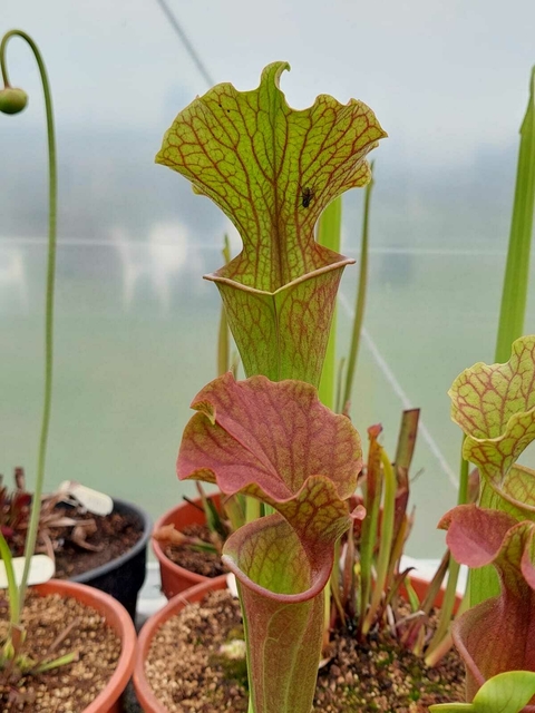 Sarracenia Wilkerson Red x Halo of Fire