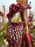 Sarracenia Leucophylla Dark Red