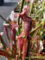 Sarracenia Leucophylla Dark Red - comprar online