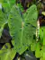 Plantas Exóticas