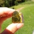 Ponta de Opala Verde 9 g