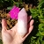 Quartzo Rosa Vogel 280 g - loja online