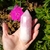 Quartzo Rosa Vogel 280 g - comprar online