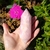 Quartzo Rosa Vogel 280 g na internet