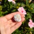 Selenita Rosa do Deserto 16 g - comprar online