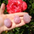 Yoni Egg Quartzo Rosa na internet