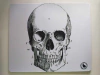 Mousepad Biology Skull