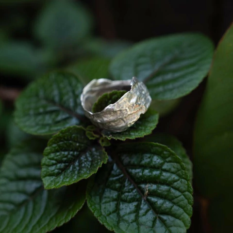 Anillo Algarroba Plata o Bronce