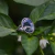 Anillo Enraizar (Agata Musgosa) en internet