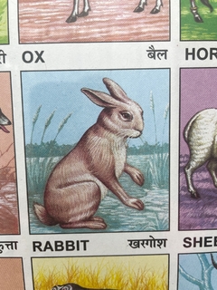 Imagem do Quadro Indiano Indian Animal Chart