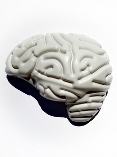 El Cuerpo Humano 2 Cerebro
