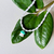 choker floresta carioca - loja online
