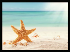 CUADRO ESTRELLA DE MAR