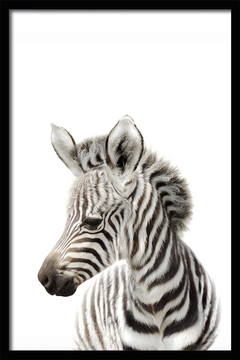 CUADRO BABY ZEBRA