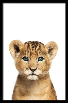 CUADRO BABY LION