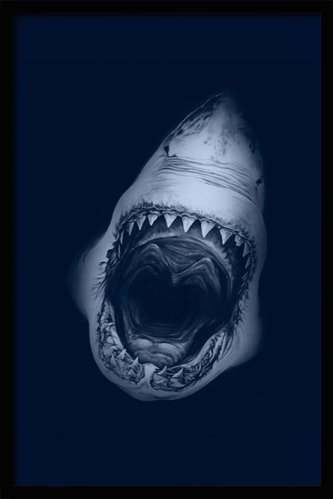 CUADRO SHARK