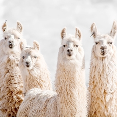 LLAMAS - comprar online